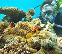 Reef Diving