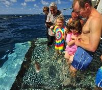 Fish Feeding