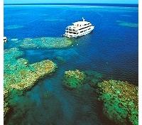 Cruising the Reef