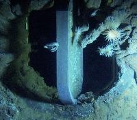 Deep Sea Anemones