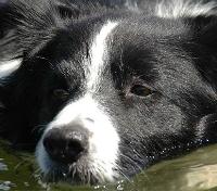 One of the Ranch's Border Collies