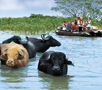 Water Buffalo Spotting on the Zodiacs