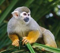 Amazon Wildlife