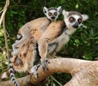 Ring-Tailed Lemurs