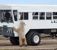 Polar Bear Encounters
