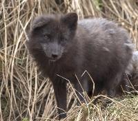 Arctic Fox
