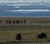 Grazing in the Tundra