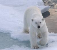 Polar Bears on Pack Ice