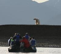 Polar Bear Spotting