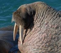 Walrus Spotting