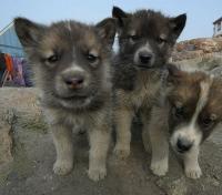 Sled Dog Puppies