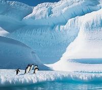 Penguins on an Ice Floe