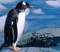 Antarctic Friends