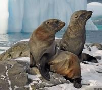 Resident Seals