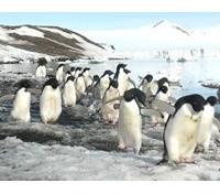Penguin Colony