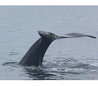 Whalewatching
