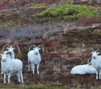 Dall Sheep