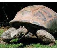 Giant Tortoise