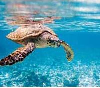 Snorkeling Companion