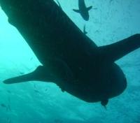 Whale Shark - Richelieu Rock