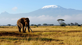 kilimanjaro