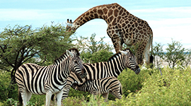 namibia