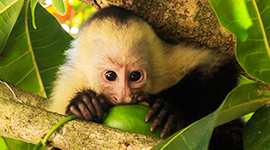 panama
