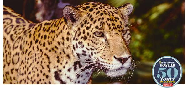 From Tigers To Tuscany   India, Italy, Bali, Peru & More