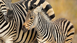 tanzania
