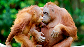 tropical asian adventure