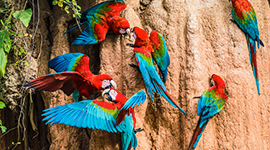 peru