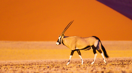 namibia