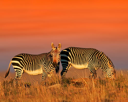 Insert alt text here