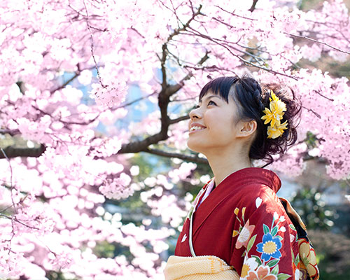 Japan's Beautiful Cherry Blossoms & More