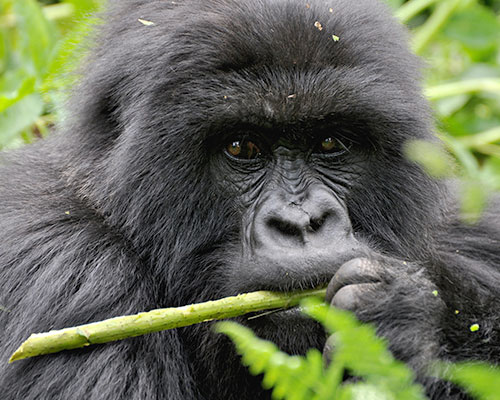 Go Wild with 6 Animal Safaris from Kensington