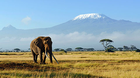 Kilimanjaro