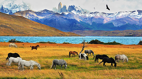 Patagonia