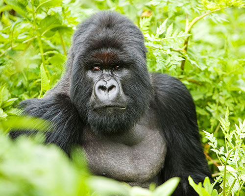 New 2017 Africa & Asia Tours on Sale