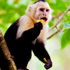 Thumbnail Image for Kidtastic Ciao Bambino Costa Rica Adventure