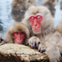 Thumbnail Image for Mountain Temples & Snow Monkeys