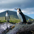 Thumbnail Image for Galapagos Safari Adventure