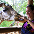 Thumbnail Image for Kenya & Tanzania Game Tracker