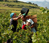 Wine pickers 