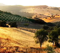 Andalusian landscape Andalusian landscape