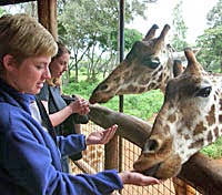 Giraffe Manor