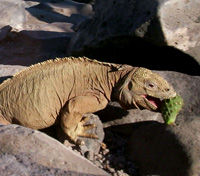 Land Iguana