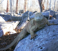 Land Iguana
