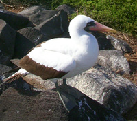 Masked Booby