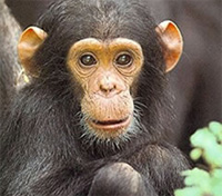Mahale Mountains Chimp