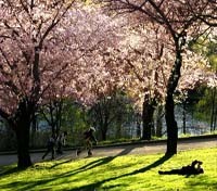 High Park's Cherry Blossom Trees High Park's Cherry Blossom Trees